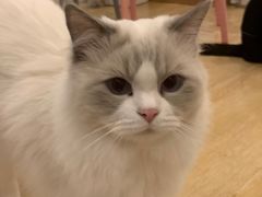 -猫咪派对(江南西店)