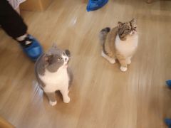 -滚猫咖啡·猫咖·猫友好撸猫(未来城店)