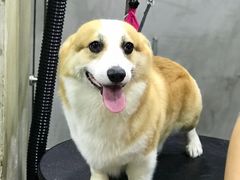 -PETKIT小佩宠物(昭化店)