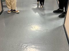 -半岛宠物医院24小时(科华中路店)