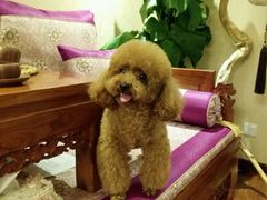 android_upload_pic-中农大我爱我爱24h动物医院·中医针灸·猫专科·骨科医疗中心(双井店)
