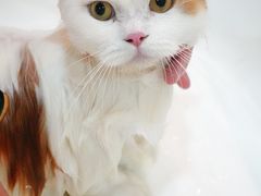 -momokira米努特·德文卷毛猫·棉花面纱犬