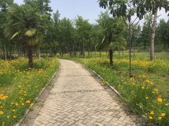 景点-合肥滨湖国家森林公园