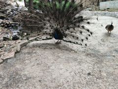 -燕塞湖鸟语林景区