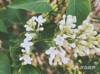 待到山花烂漫时，她在丛中笑。