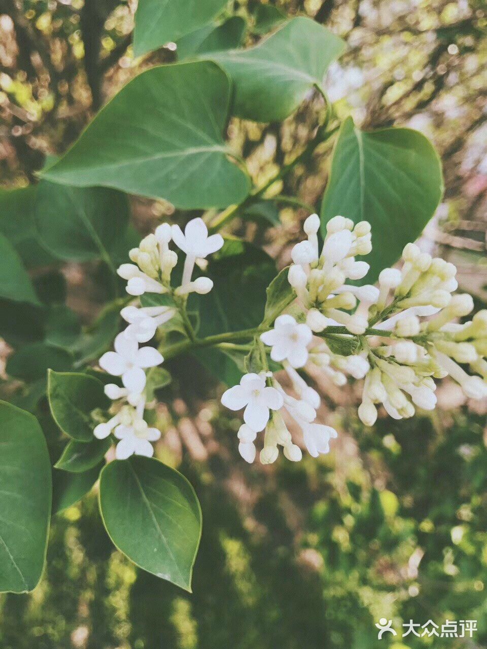 待到山花烂漫时，她在丛中笑。