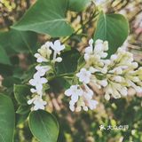 待到山花烂漫时，她在丛中笑。
