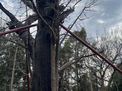 -上海佘山国家森林公园天马山园