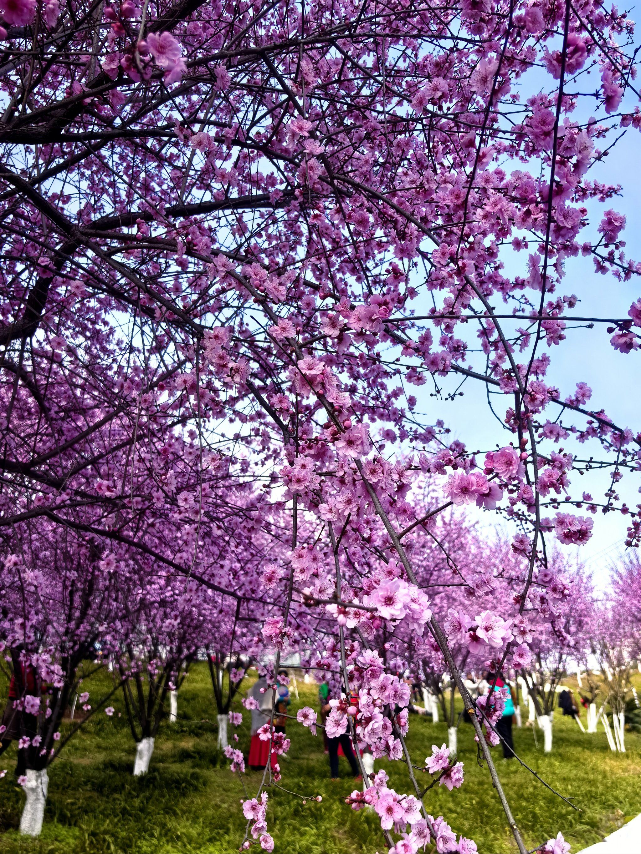 春日梅花盛开的美景