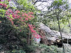 -祁门牯牛降观音堂风景区