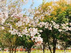 -高东镇樱花园