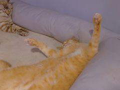 -Cappucimeow猫咪咖啡馆(韦伯时代店)