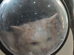 -瑞派天使宠物医院·神经外科·骨科·核磁(洛川中路店)