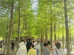 -泗洪洪泽湖湿地景区