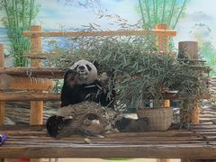 -西霞口神雕山野生动物世界