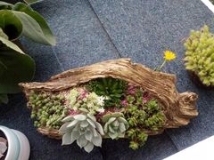 -龙大花卉苗木市场