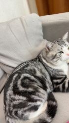 -MAO亲爱的猫婚纱摄影工作室