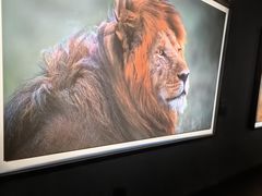 -罗红摄影艺术馆