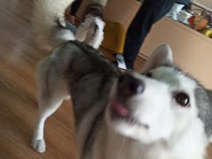 -Husky Go! 哈士奇体验馆·宠物咖啡厅狗咖