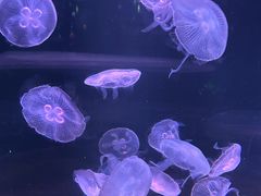 -欢乐海岸海洋奇梦馆