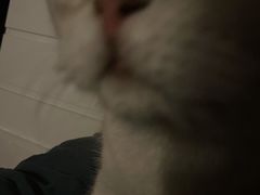 -美联众合爱康动物医院•复杂内科•肿瘤科•牙科•腔镜诊疗中心