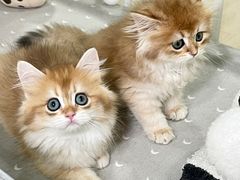 -70cat德文卷毛猫·缅因猫纯种猫舍