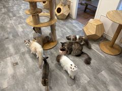 -楼上猫咖(罗湖店)