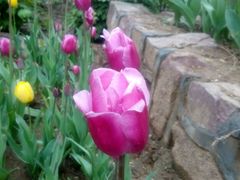 android_upload_pic-洛阳郁金香牡丹园