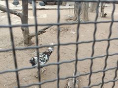 -石家庄市动物园