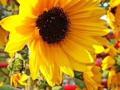 -海心沙亚运公园