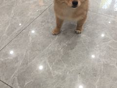 -艾贝尔宠物医院·宠保定点·超声绝育·免疫点(樱花路店)