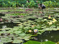 -莲花池公园