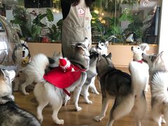 -Husky Go! 哈士奇体验馆·宠物咖啡厅狗咖