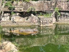 -深圳野生动物园