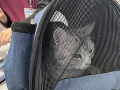 -纳吉亚猫专科动物诊疗中心(蒋宅口分院)