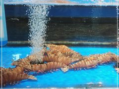 -张家卫·阳江菜·小海鲜(肥婆湾桥店)