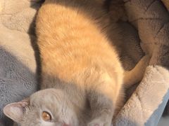 -东方名猫馆·英短金渐层布偶猫舍(环线广场1号楼店)