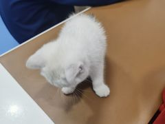 -天使宠物医院·犬猫分诊(彩虹店)