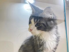 -青奢宠物·青奢猫舍