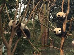 -成都大熊猫繁育研究基地