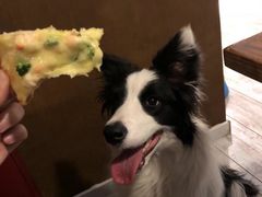 -百好乐宠物友好餐厅(朝外大街店)