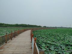 -天津东丽湖风景区