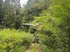 -武陵山森林公园