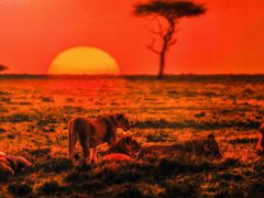 -罗红摄影艺术馆