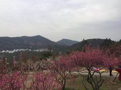 -香雪海