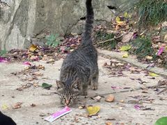 -南宁市凤岭儿童公园