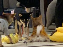 -逗柴咖啡屋·狗咖猫咖宠物桌游