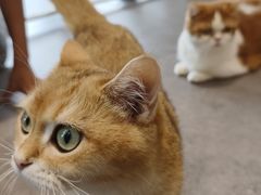 -飞行喵MR PILOT|猫舍·猫咖(静安大融城店)