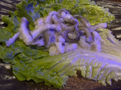 -质烤烤物·活烤海鲜(质烤总店)