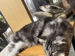 -瞄一喵猫咖(格力海岸店)